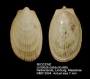 MIOCENE Limatula subauriculata